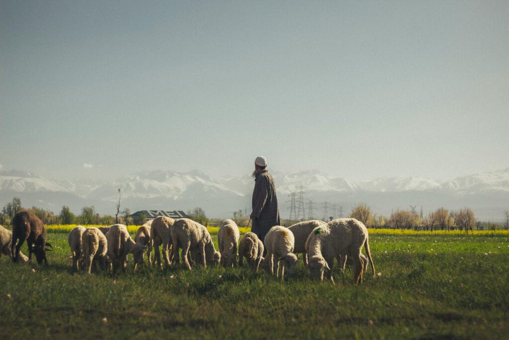 A shepherd oversees a flock of sheep in a lush green field with mountains in the background.