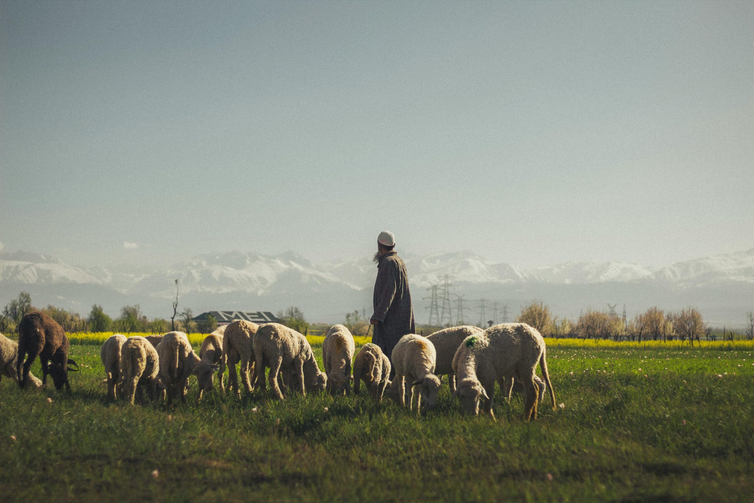 A shepherd oversees a flock of sheep in a lush green field with mountains in the background.