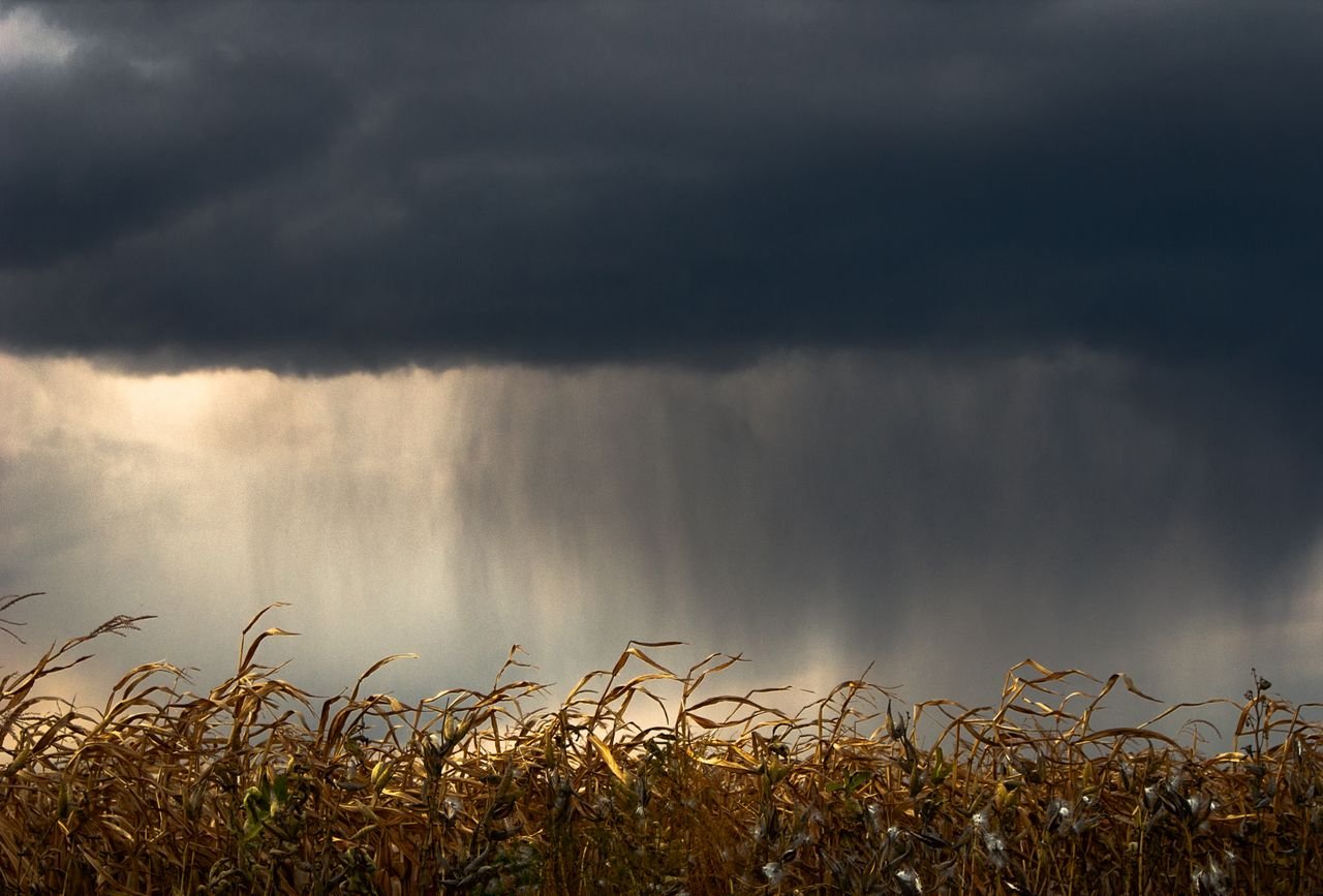 A cornfield with dramatic storm clouds overhead, capturing impending weather.